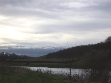 Swan 2